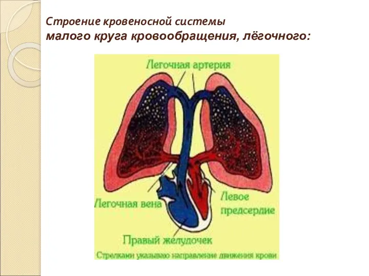 Строение кровеносной системы малого круга кровообращения, лёгочного: