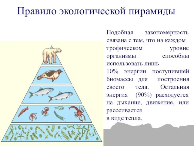 Правило экологической пирамиды Подобная закономерность связана с тем, что на