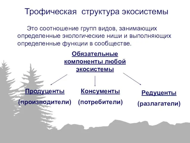 Трофическая структура экосистемы Это соотношение групп видов, занимающих определенные экологические