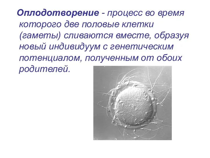 Оплодотворение - процесс во время которого две половые клетки (гаметы)