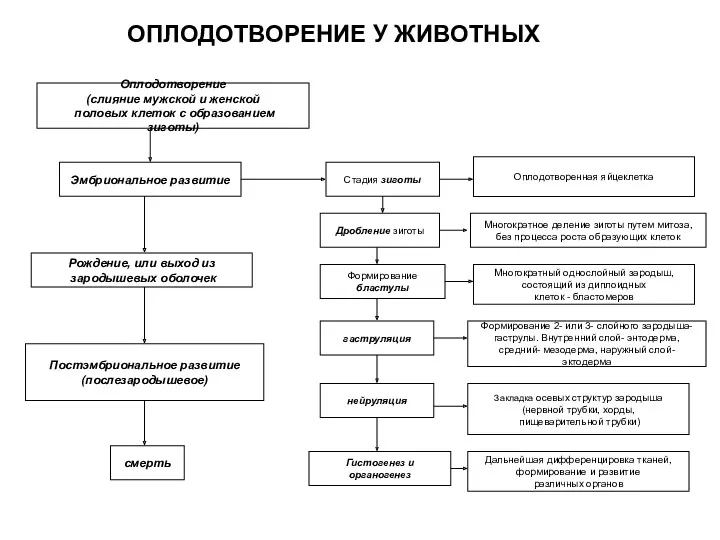 Оплодотворение (слияние мужской и женской половых клеток с образованием зиготы)