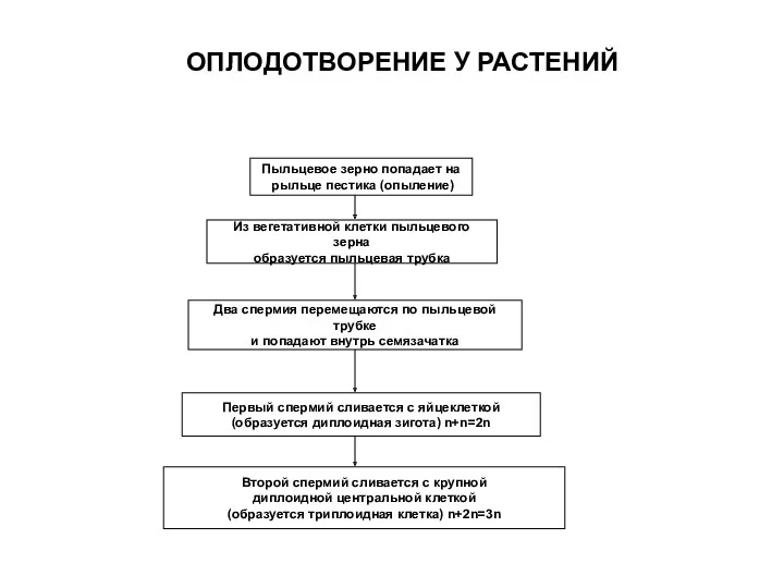 ОПЛОДОТВОРЕНИЕ У РАСТЕНИЙ Пыльцевое зерно попадает на рыльце пестика (опыление)