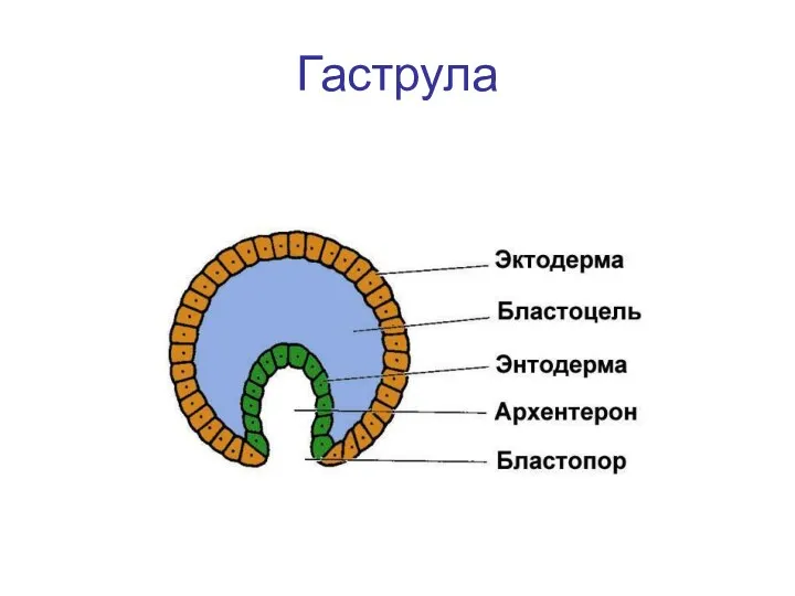 Гаструла