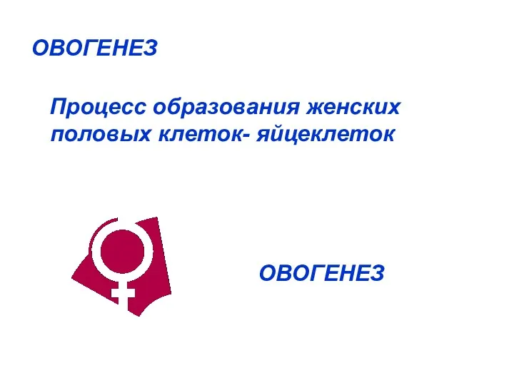 ОВОГЕНЕЗ Процесс образования женских половых клеток- яйцеклеток ОВОГЕНЕЗ