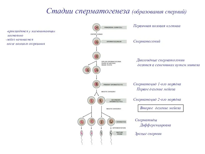 Стадии сперматогенеза (образования спермий) Первичная половая клеткаа Сперматогоний Сперматоцид 1-ого