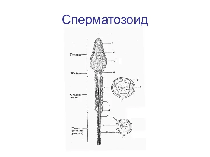 Сперматозоид