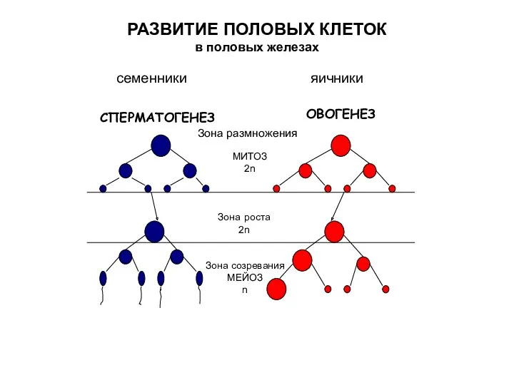 РАЗВИТИЕ ПОЛОВЫХ КЛЕТОК в половых железах МИТОЗ 2n Зона размножения