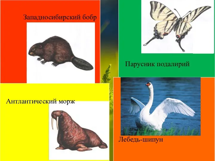 Западносибирский бобр Парусник подалирий Антлантический морж Лебедь-шипун