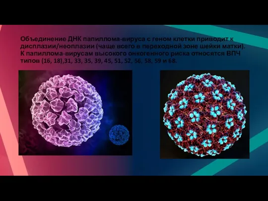Объединение ДНК папиллома-вируса с геном клетки приводит к дисплазии/неоплазии (чаще