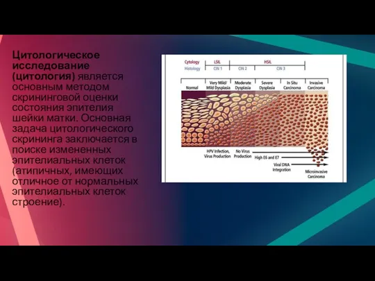 Цитологическое исследование (цитология) является основным методом скрининговой оценки состояния эпителия