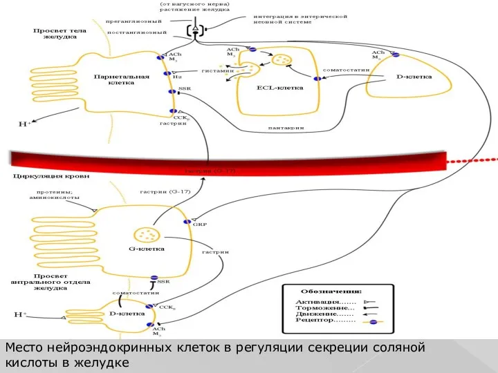 Место нейроэндокринных клеток в регуляции секреции соляной кислоты в желудке