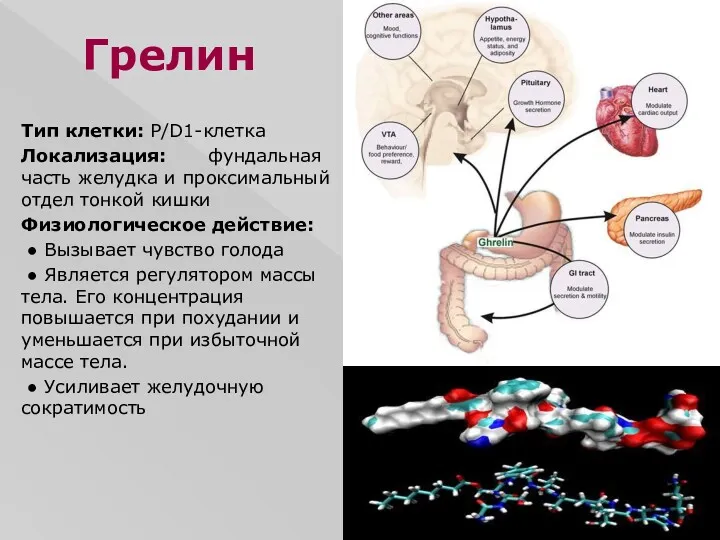 Грелин Тип клетки: P/D1-клетка Локализация: фундальная часть желудка и проксимальный