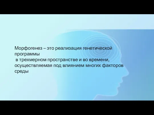 Морфогенез – это реализация генетической программы в трехмерном пространстве и