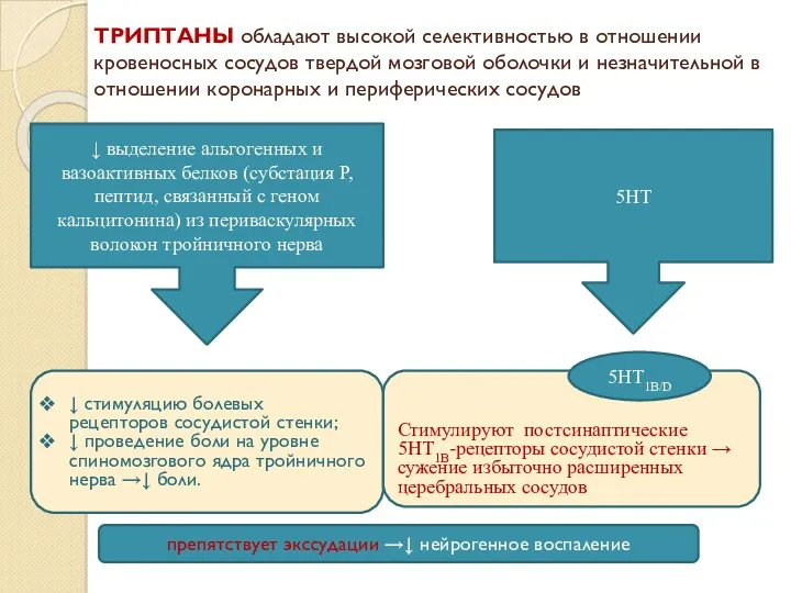 ТРИПТАНЫ обладают высокой селективностью в отношении кровеносных сосудов твердой мозговой