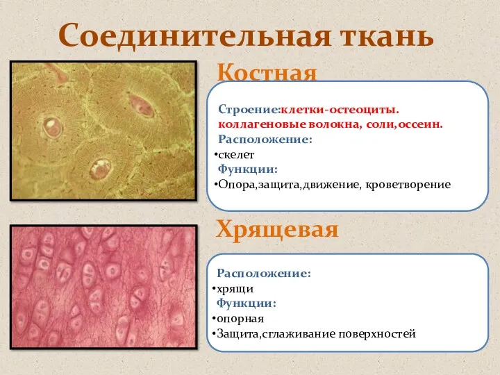 Соединительная ткань Костная Хрящевая Строение:клетки-остеоциты. коллагеновые волокна, соли,оссеин. Расположение: скелет