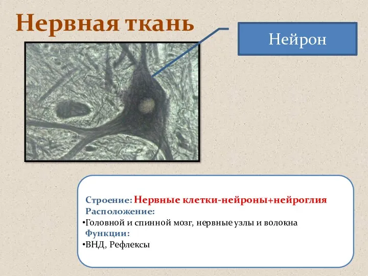 Нервная ткань Строение: Нервные клетки-нейроны+нейроглия Расположение: Головной и спинной мозг,