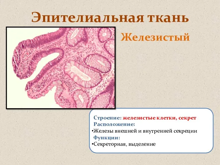 Эпителиальная ткань Железистый Строение: железистые клетки, секрет Расположение: Железы внешней и внутренней секреции Функции: Секреторная, выделение