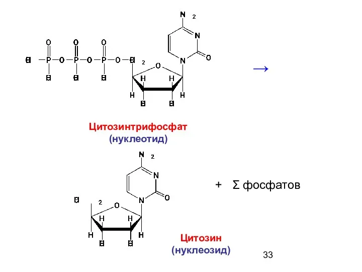 Цитозин (нуклеозид) Цитозинтрифосфат (нуклеотид) → + Σ фосфатов