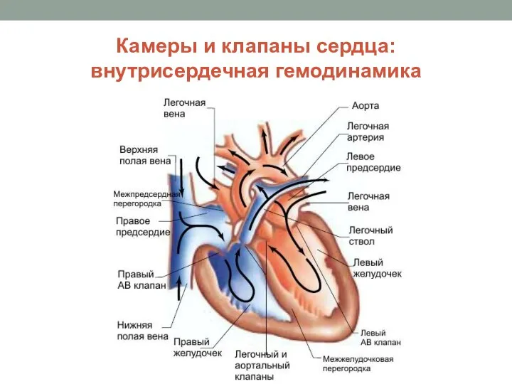 Камеры и клапаны сердца: внутрисердечная гемодинамика