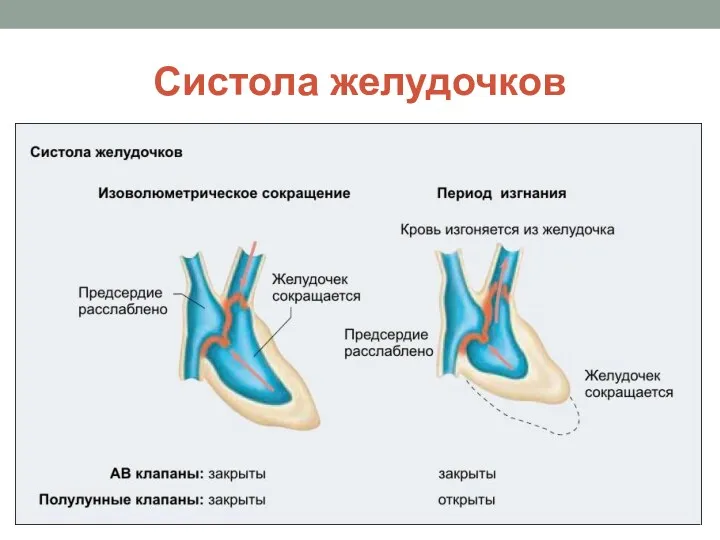 Систола желудочков