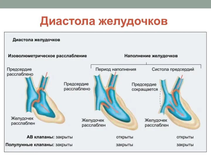 Диастола желудочков