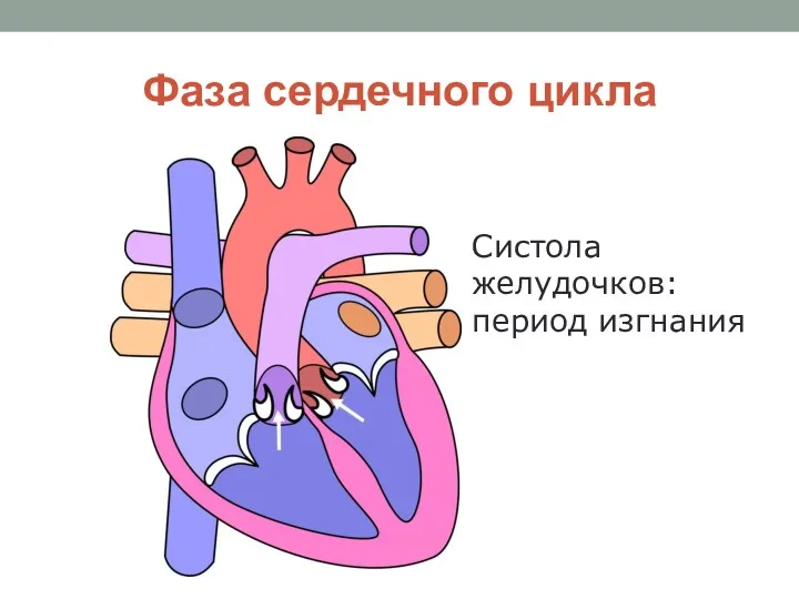 Фаза сердечного цикла Систола желудочков: период изгнания