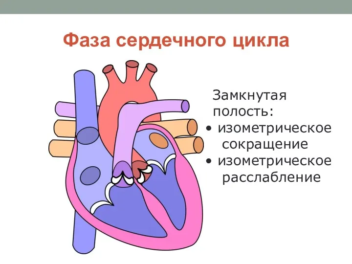 Фаза сердечного цикла Замкнутая полость: изометрическое сокращение изометрическое расслабление