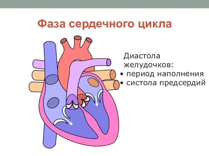 Фаза сердечного цикла Диастола желудочков: период наполнения систола предсердий