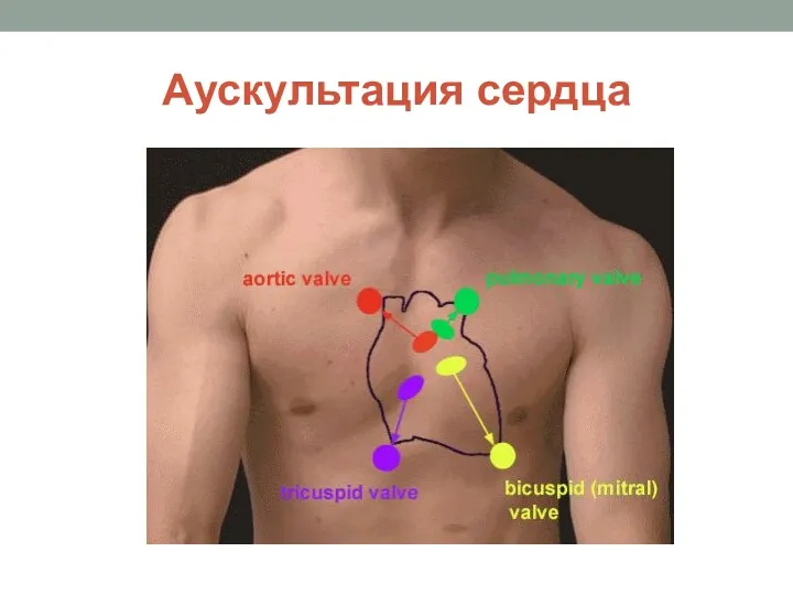 Аускультация сердца