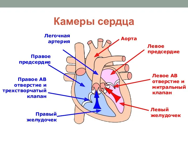 Камеры сердца Левое предсердие Левый желудочек Аорта Левое АВ отверстие