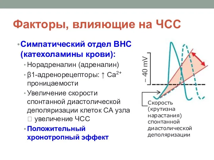 Факторы, влияющие на ЧСС Симпатический отдел ВНС (катехоламины крови): Норадреналин