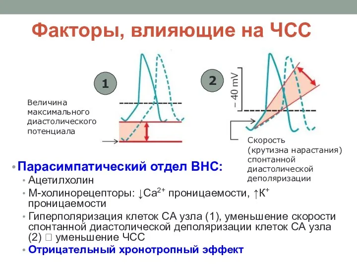 Факторы, влияющие на ЧСС Парасимпатический отдел ВНС: Ацетилхолин M-холинорецепторы: ↓Са2+