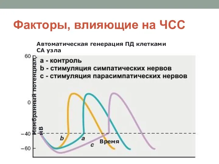 Факторы, влияющие на ЧСС Время Мембранный потенциал, мВ Автоматическая генерация ПД клетками СА узла