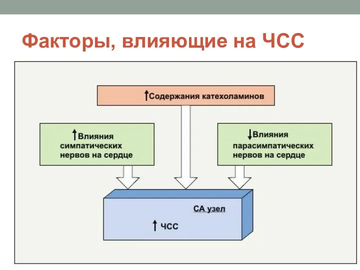 Факторы, влияющие на ЧСС