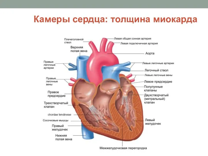 Камеры сердца: толщина миокарда