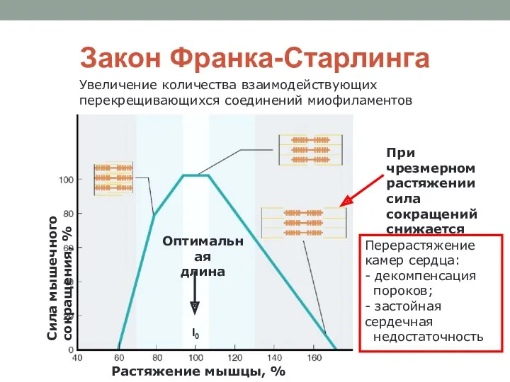 Растяжение мышцы, % длины Сила мышечного сокращения, % При чрезмерном