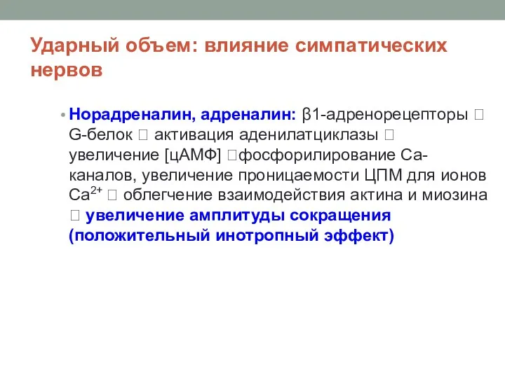 Ударный объем: влияние симпатических нервов Норадреналин, адреналин: β1-адренорецепторы ? G-белок