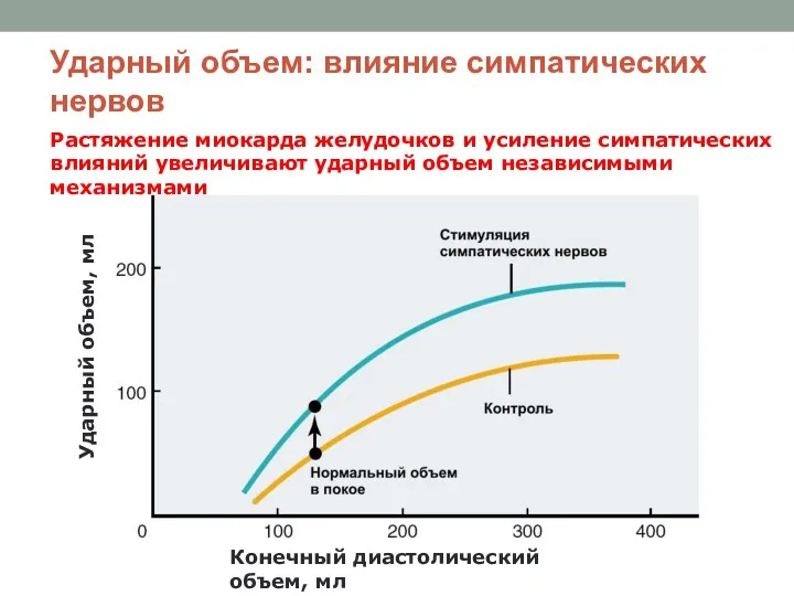 Ударный объем: влияние симпатических нервов Ударный объем, мл Конечный диастолический