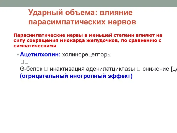 Ударный объема: влияние парасимпатических нервов Ацетилхолин: холинорецепторы ? G-белок ?