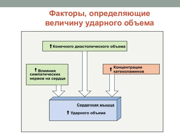 Факторы, определяющие величину ударного объема