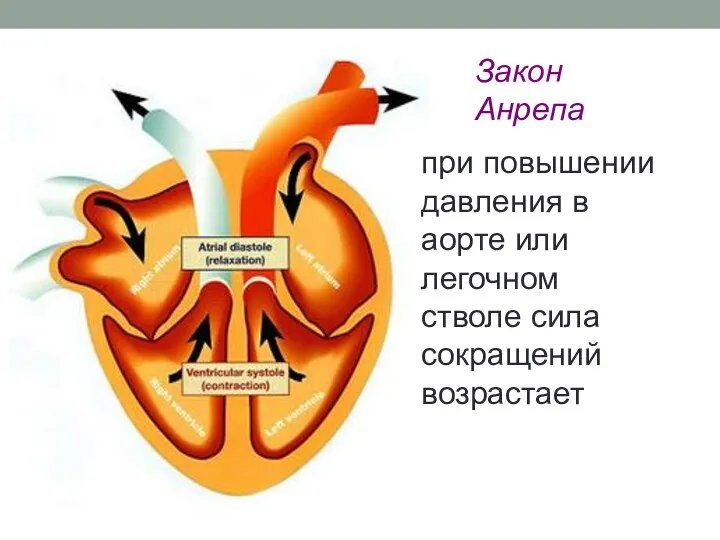 Закон Анрепа при повышении давления в аорте или легочном стволе сила сокращений возрастает