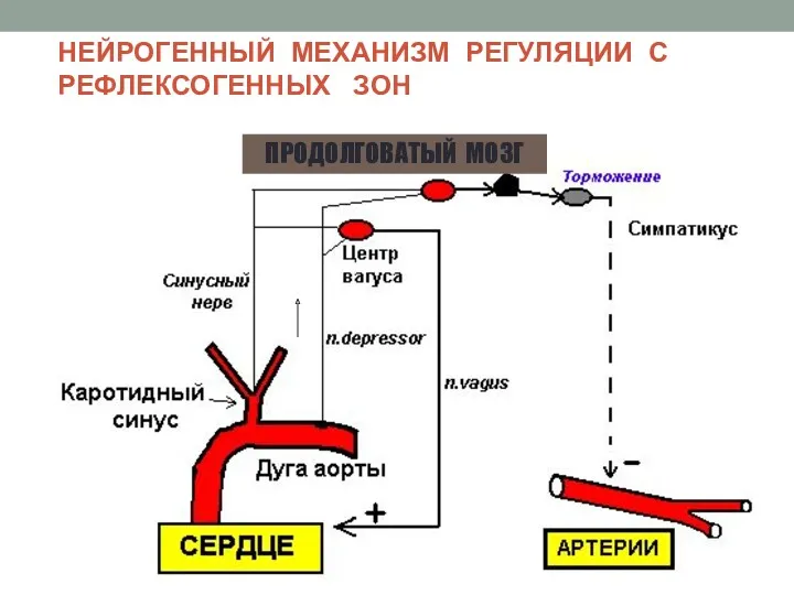 НЕЙРОГЕННЫЙ МЕХАНИЗМ РЕГУЛЯЦИИ С РЕФЛЕКСОГЕННЫХ ЗОН ПРОДОЛГОВАТЫЙ МОЗГ