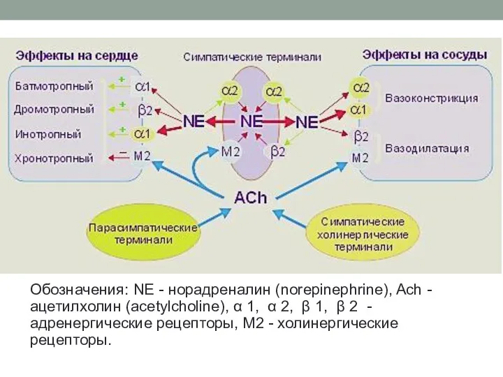 Обозначения: NE - норадреналин (norepinephrine), Ach - ацетилхолин (acetylcholine), α