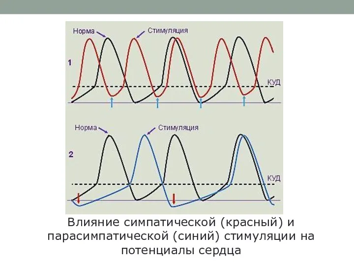 Влияние симпатической (красный) и парасимпатической (синий) стимуляции на потенциалы сердца