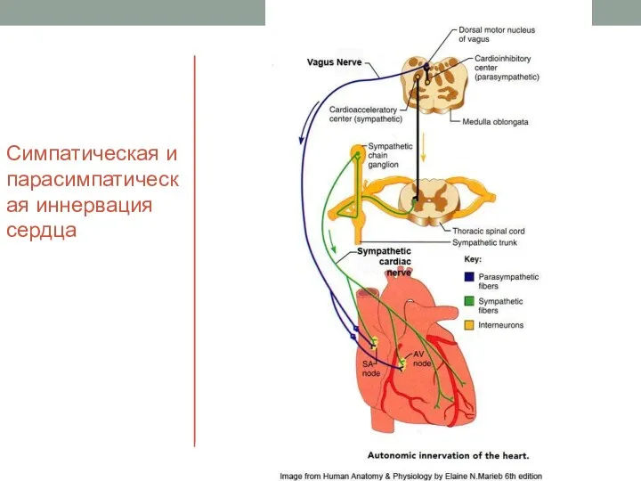 Симпатическая и парасимпатическая иннервация сердца