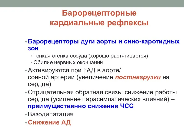 Барорецепторные кардиальные рефлексы Барорецепторы дуги аорты и сино-каротидных зон Тонкая