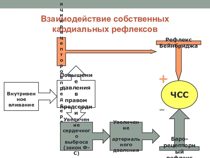 Взаимодействие собственных кардиальных рефлексов Повышение давления в правом предсердии Внутривенное