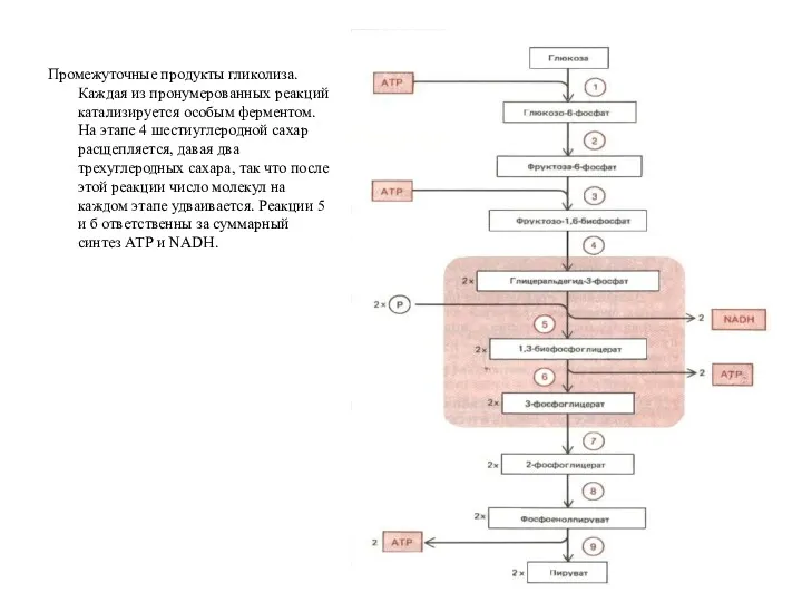 Промежуточные продукты гликолиза. Каждая из пронумерованных реакций катализируется особым ферментом.