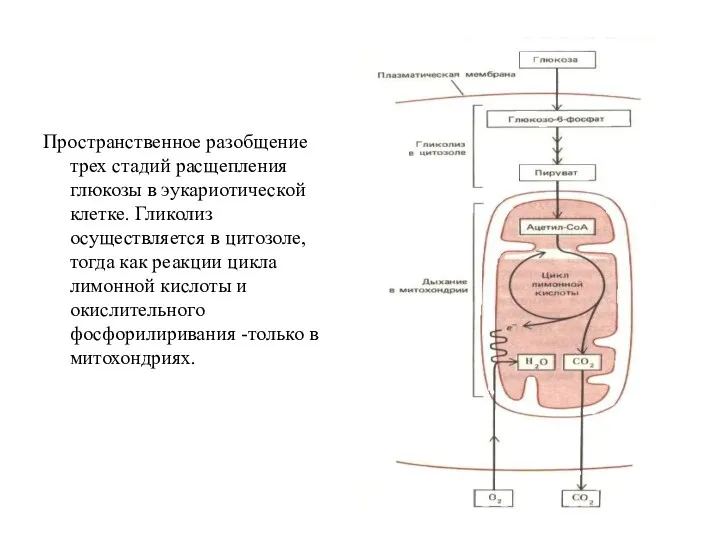 Пространственное разобщение трех стадий расщепления глюкозы в эукариотической клетке. Гликолиз