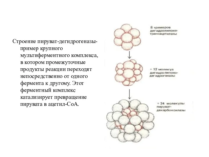 Строение пируват-дегидрогеназы-пример крупного мультиферментного комплекса, в котором промежуточные продукты реакции